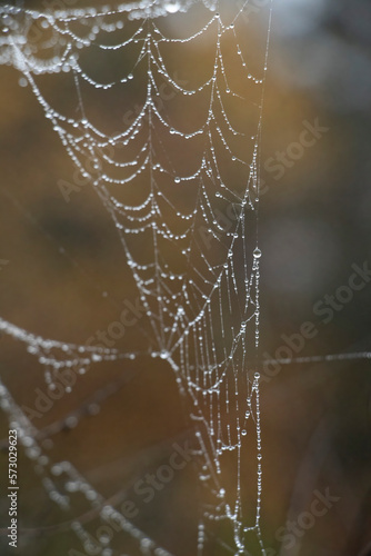 Water Drops Spider Web