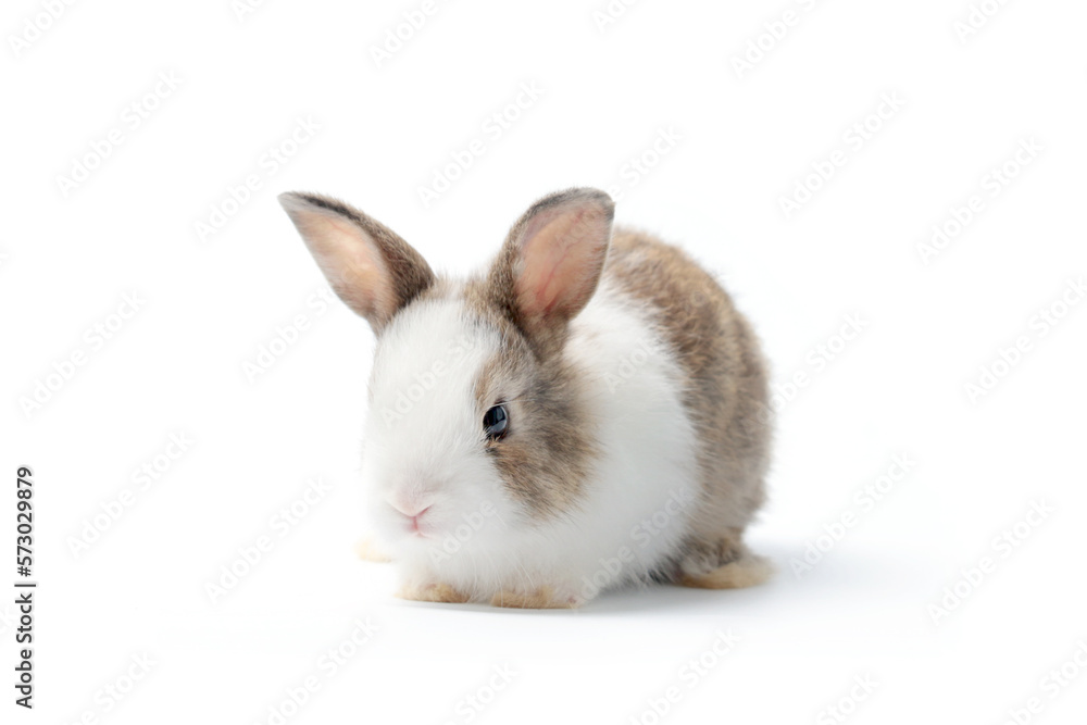 Adorable fluffy rabbit on white background, portrait of lovely and cute young bunny pet animal Adorable fluffy rabbit on white background, portrait of lovely and cute young bunny pet animal