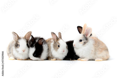 Group of adorable fluffy rabbits stand in row on white background, portrait of cute bunny pets animal