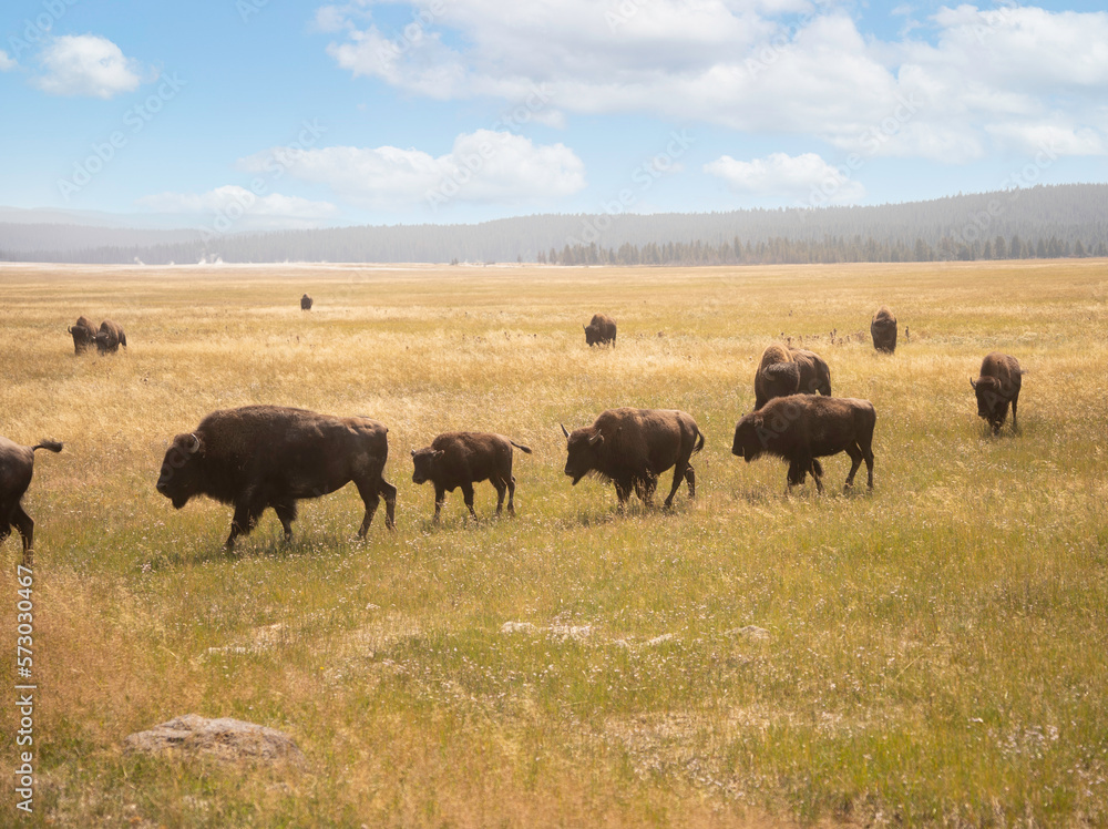 Bison/Buffalo Herd in Yellowstone National Park
