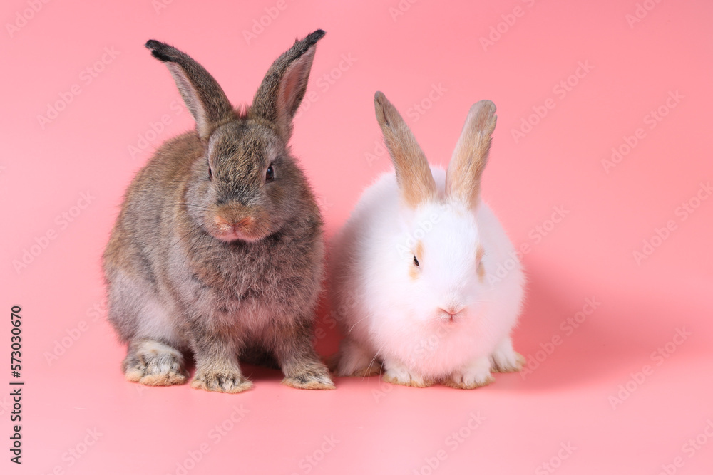 Obraz premium Happy fluffy white and gray bunny rabbit on sweet pink background, portrait of lovely and cute bunny pet animal