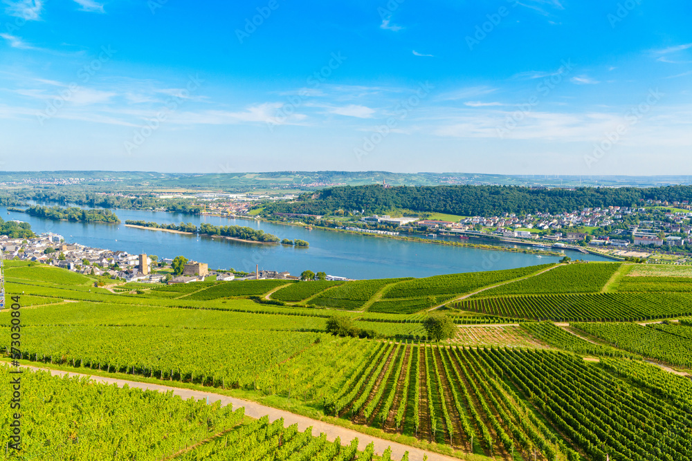 Areial view on vineyards and river near Ruedesheim am Rhein Rhine, Rudesheim, UNESCO World Heritage Site, Rheingau-Taunus-Kreis, Darmstadt, Hessen, Germany