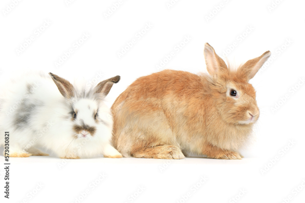 Two happy fluffy rabbit, brown and white bunny pets on white background, portrait of lovely and cute bunny pet animal Two happy fluffy rabbit, brown and white bunny pets on white background, portrait of lovely and cute bunny pet animal