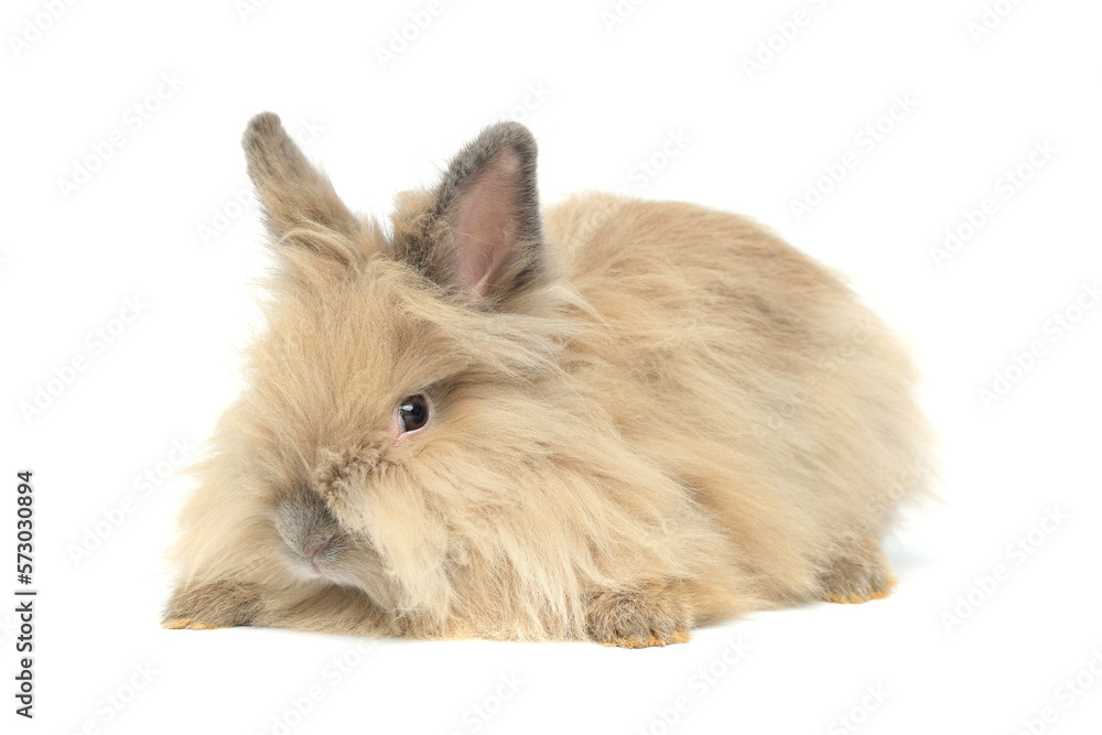 Portrait of lovely and cute young Lionhead rabbit with brown long hair, happy adorable fluffy bunny pet on white background.