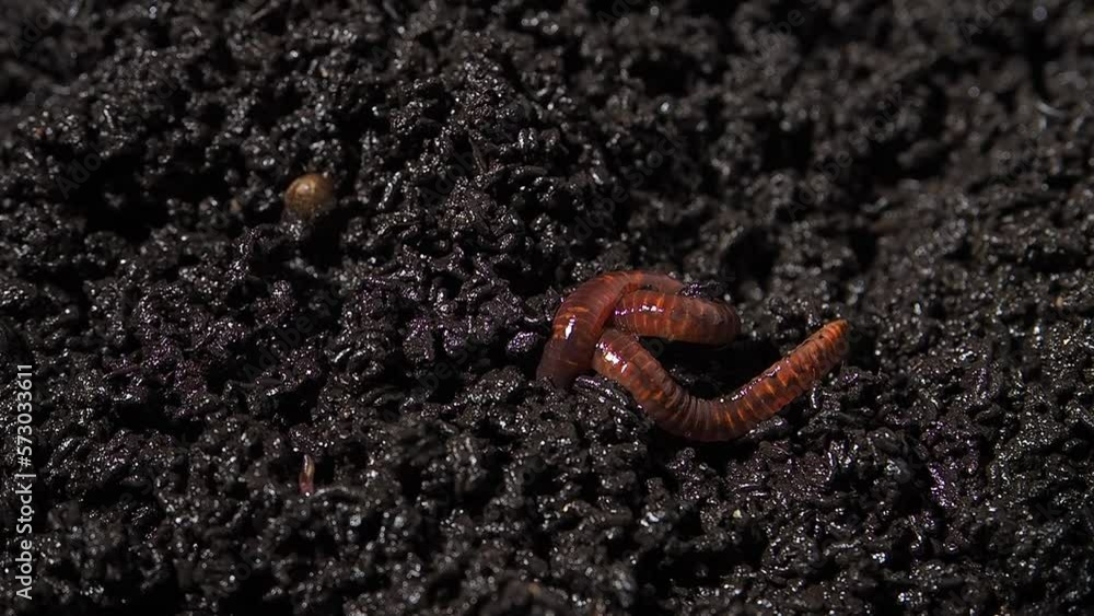 compost worm crawls on bio humus compost worm crawls on bio humus