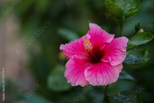 Pink colored fully bloomed Hibiscus flower. Used selective focus. © Perspective Pixels