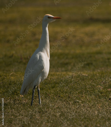 snowy egret in the grass