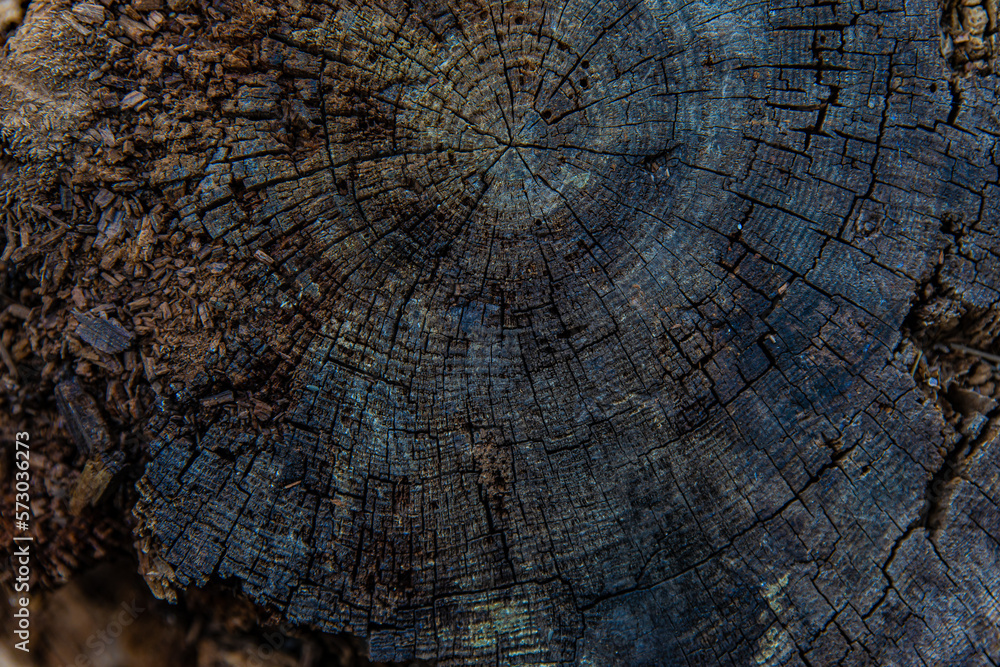 Fototapeta premium old ruined tree trunk close-up