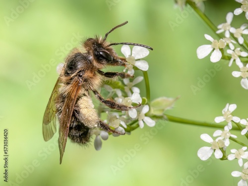 Honey bee on flower photo