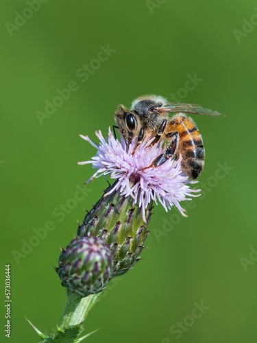 Honey bee on flower photo