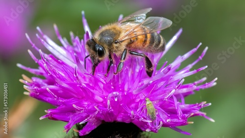 Honey bee on flower © mark