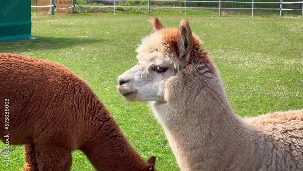 Funny llama pets graze on a green lawn on a sunny spring day. High quality 4k footage Funny llama pets graze on a green lawn on a sunny spring day. High quality 4k footage