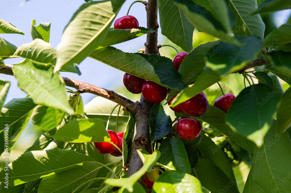 Healthy red ripe cherries on the tree