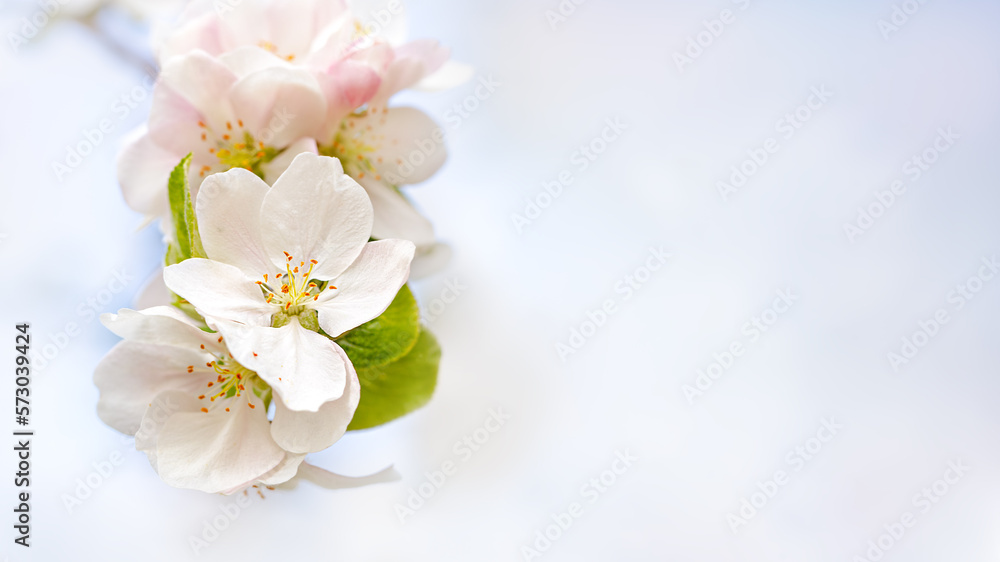 Spring gentle background, postcard. Place for text. Blooming apple tree on a light background .Soft focus
