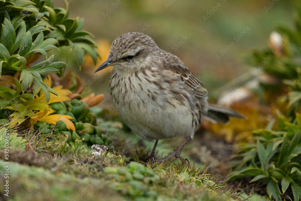 New Zealand pipit (Anthus novaeseelandiae) New Zealand pipit (Anthus novaeseelandiae)
