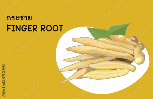 finger root is an ingredient for Thai food and also a medicinal and culinary herb 