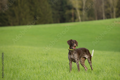 dog in the grass photo