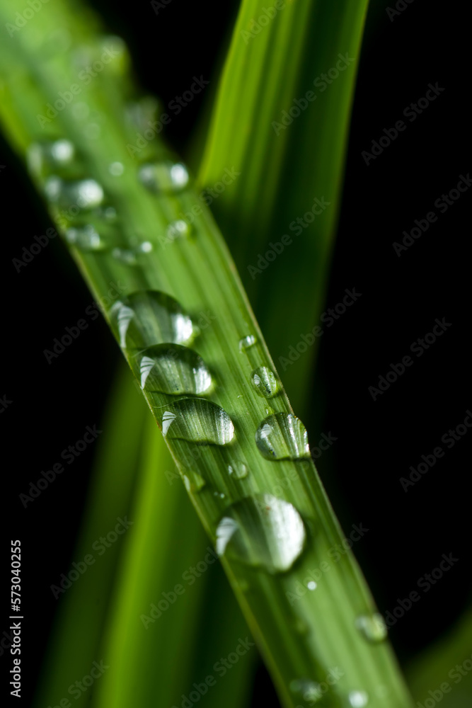 Raindrops on the leaf of lemongrass. Used selective focus. Raindrops on the leaf of lemongrass. Used selective focus.