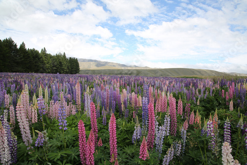 Field of purple and pink flowers