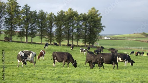 A few cows on a green farm pasture. Cows on an Irish organic farm, grazing.