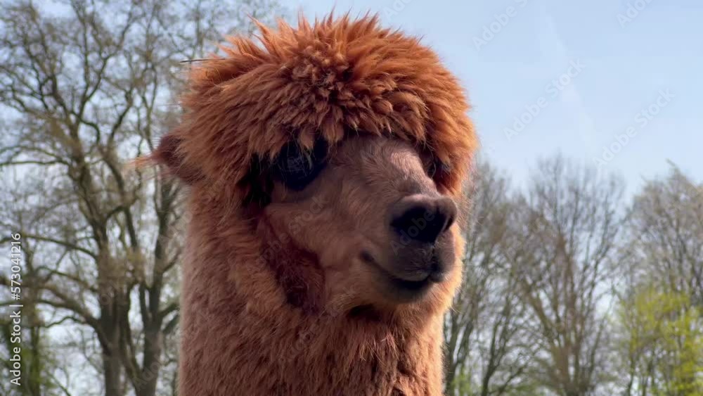 Funny llama pets graze on a green lawn on a sunny spring day. High quality 4k footage Funny llama pets graze on a green lawn on a sunny spring day. High quality 4k footage