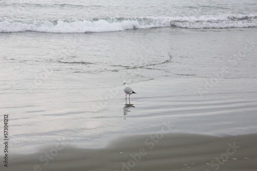 seagull on the beach