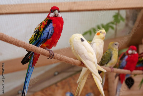 Parrots with colorful feathers sits on rope in the aviary