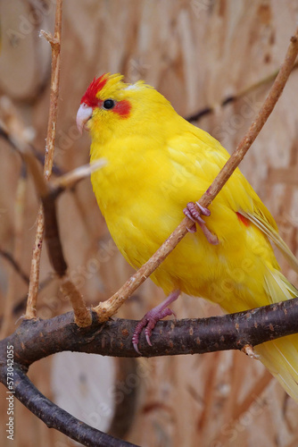 Yellow parrot sits on a branch in an aviary © Harmony Video Pro