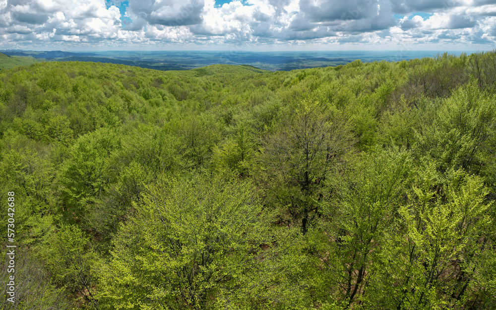 Aerial drone view above the tree crowns of a beech forest during springtime. All the leaves are green, the vegetation is bursting. Sky is blue above the horizon. Carpathia, Romania.