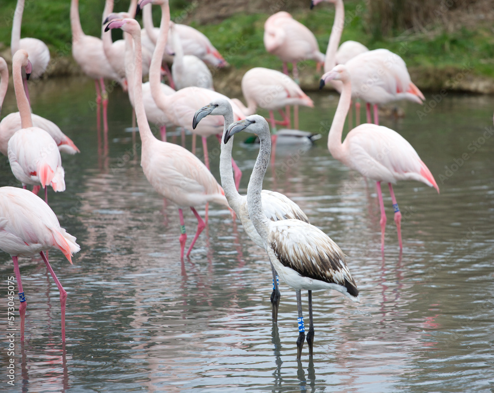 Flamingos in the water, and herons nearby
