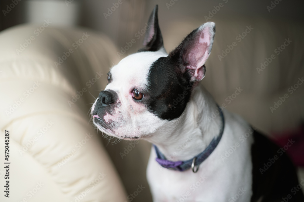 Boston Terrier dog sitting on a soft leather sofa chair looking out of a window that is reflecting in her eye.