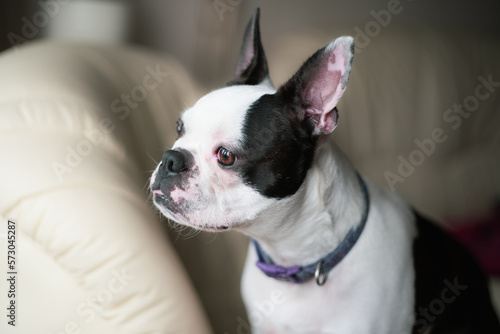 Boston Terrier dog sitting on a soft leather sofa chair looking out of a window that is reflecting in her eye.