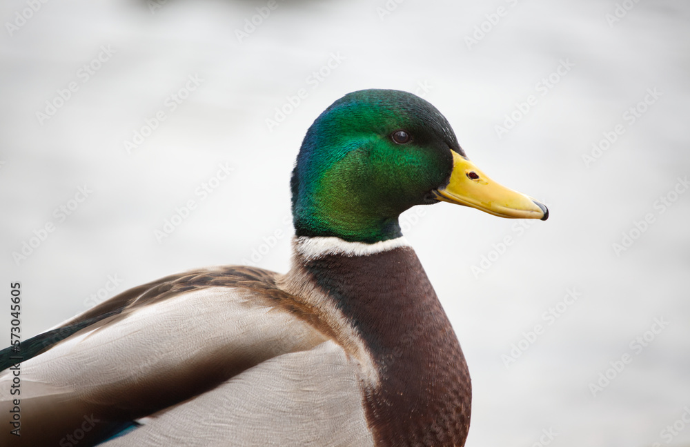 Mallard female close up, beautiful green head, plumage, white background Mallard female close up, beautiful green head, plumage, white background