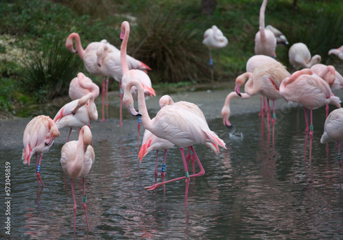 Flamingos in the water  crowd of birds