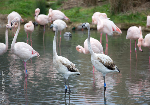 flamingos in the lake with herons