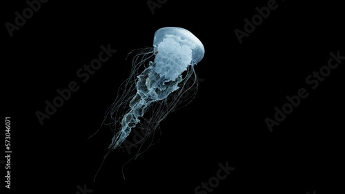 4K. blue fluorescent jellyfish swimming in deep ocean. transparent glowing jellyfish underwater shot moving in the water. marine life wallpaper background, isolated on black with alpha