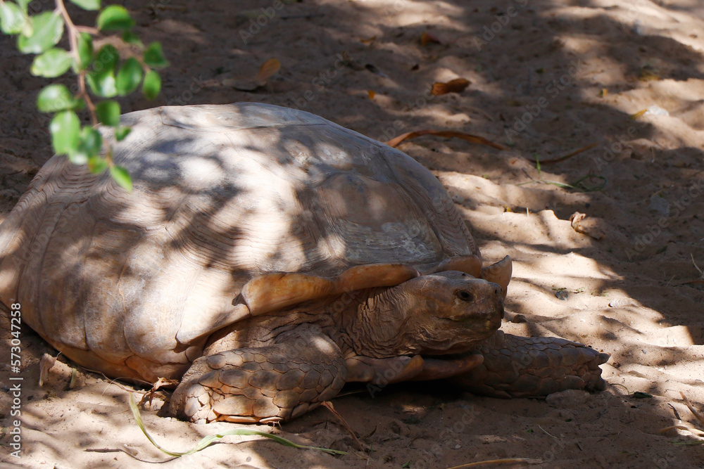 Obraz premium Galápagos giant tortoise is a species of very large tortoise in the genus Chelonoidis.