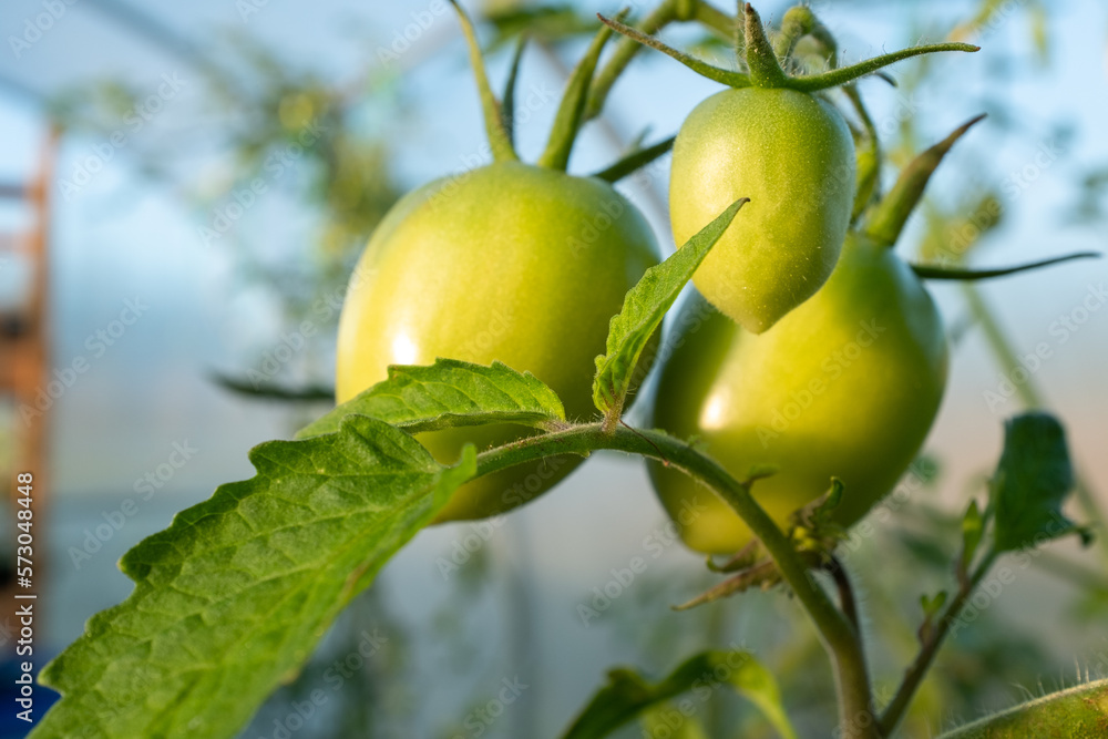 Ripening tomatoes on tomato bush, close-up. Composition tomato tree with green tomatoes for publication, poster, screensaver, wallpaper, postcard, banner, cover, website. High quality photo