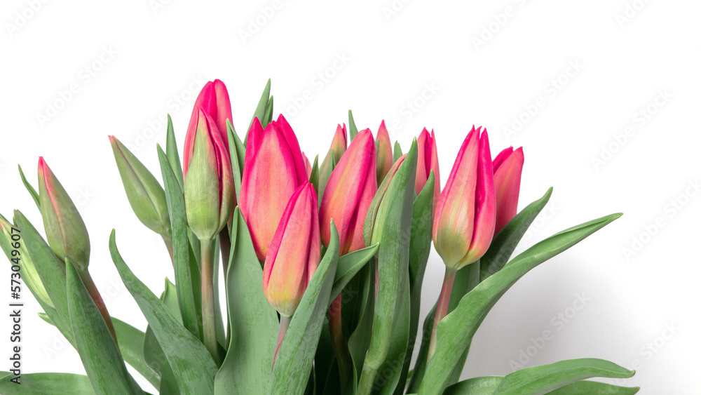 Tulips on a white background