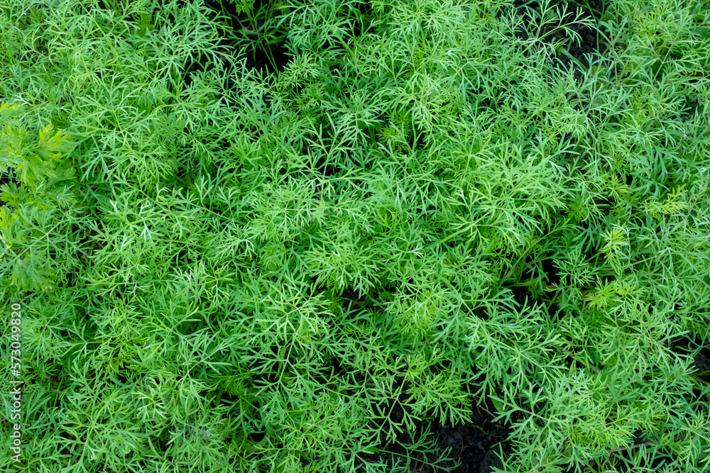 Fototapeta premium Background from young dills. Fresh fennel. Green dill plants for publication, design, poster, calendar, post, screensaver, wallpaper, postcard, banner, cover, website. High quality photo