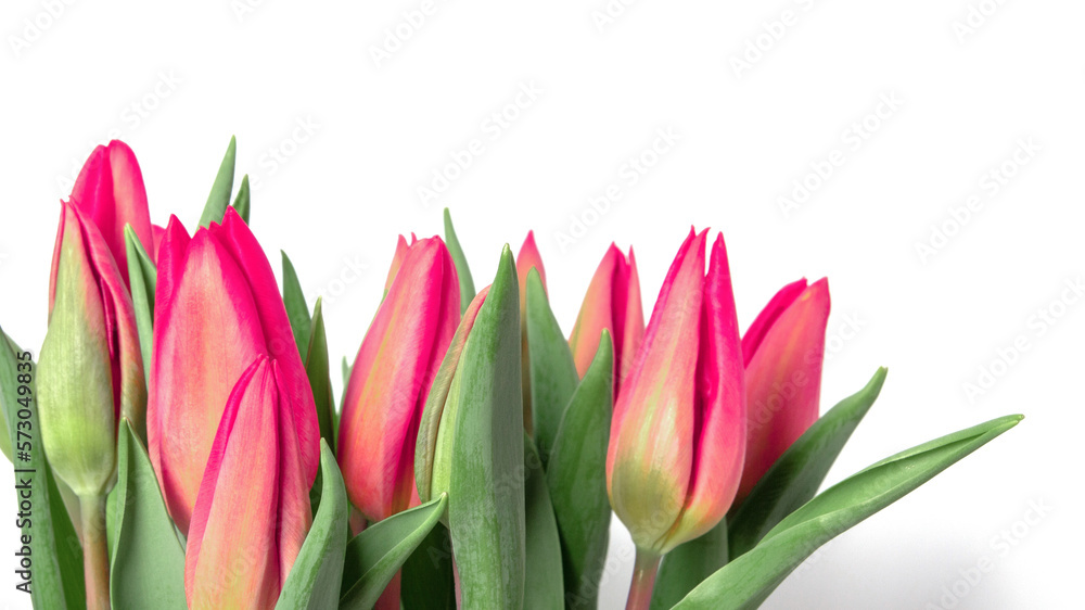 Tulips on a white background