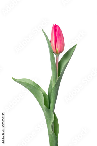 Tulip on a white background © MM