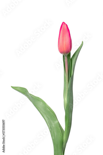 Tulip on a white background © MM