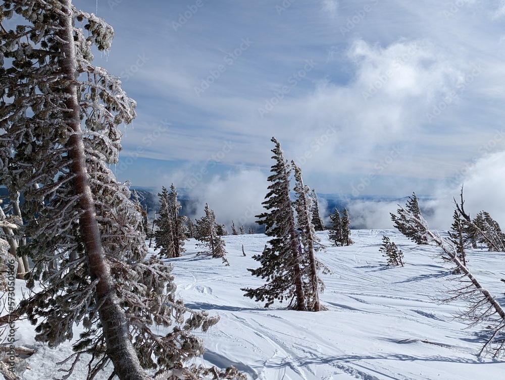 Fototapeta premium Iced over trees on the mountain top