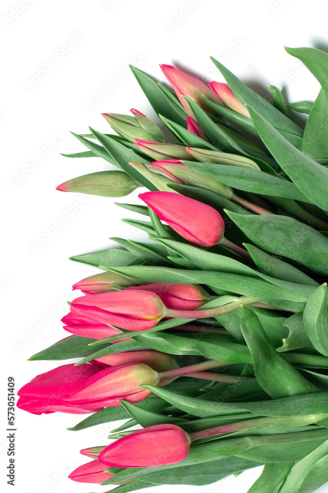 Tulips on a white background Tulips on a white background