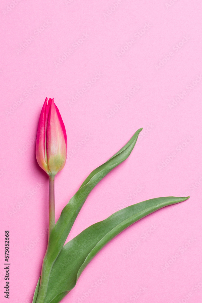 Obraz premium Tulip on a pink background