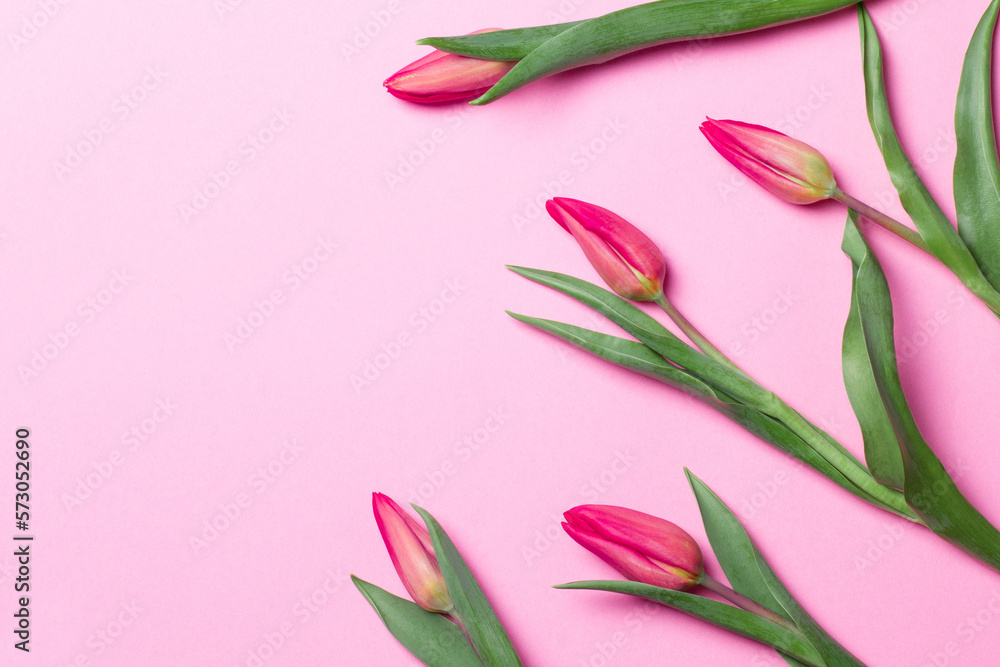 Tulips on a pink background. View from above Tulips on a pink background. View from above