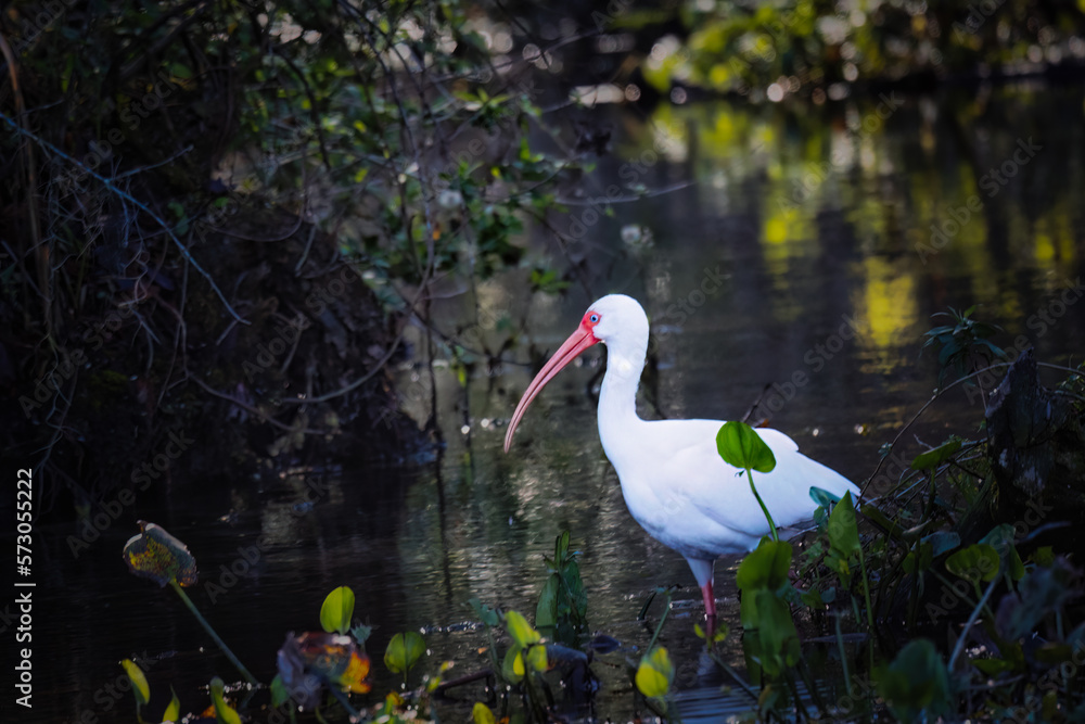 Obraz premium American White Ibis