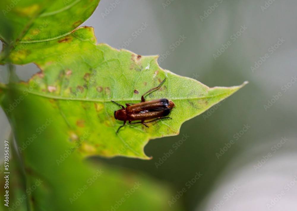 Ein Roter Weichkäfer, Rhagonycha fulva (Stadium Imago) auf einem Blatt. Ein Roter Weichkäfer, Rhagonycha fulva (Stadium Imago) auf einem Blatt.
