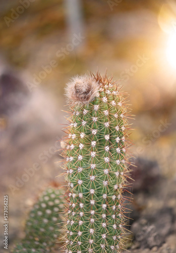 Portrait eines Kaktus, Ein Kaktus in einer Tropischen Umgebung. 